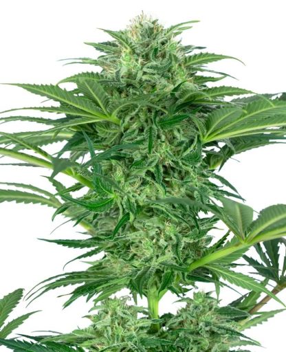 10 SEMENA FEM - SKUNK DREAM CBD