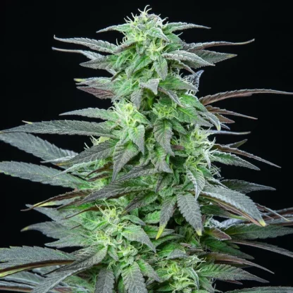 3 SEMENA FEM - SKUNK XL