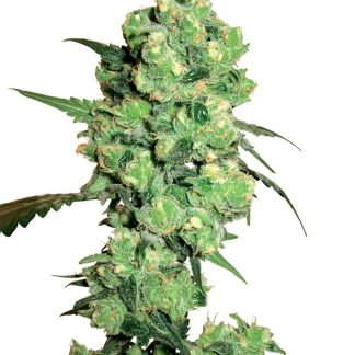 5 SEMENA FEM - SUPER SKUNK