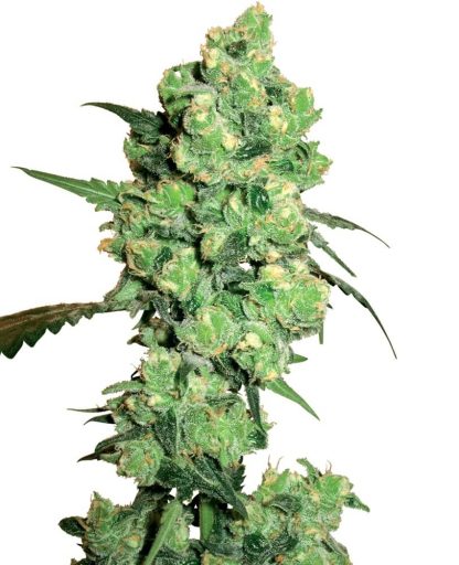 3 SEMENA FEM - SUPER SKUNK