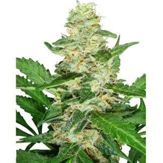 10 SEMENA SUPER SKUNK AUTOMATIC