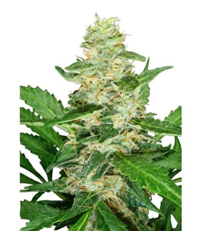 10 SEMENA SUPER SKUNK AUTOMATIC