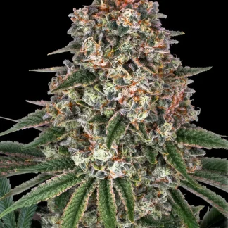 3 SEMENA FEM - TROPICANNA BANANA