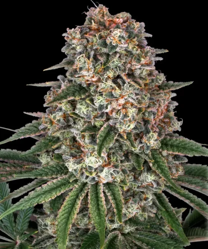 10 SEMENA FEM - TROPICANNA BANANA