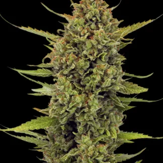 10 SEMENA FEM - ACAPULCO GOLD