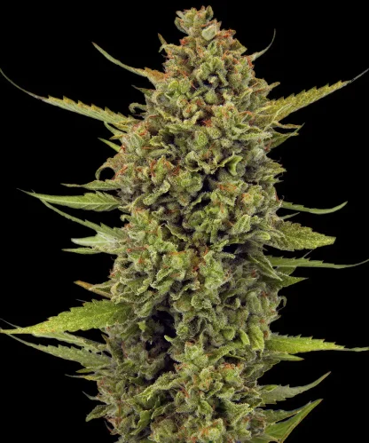 3 SEMENA FEM - ACAPULCO GOLD