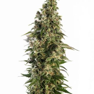 10 SEMENA AFGHANI # 1 AUTO
