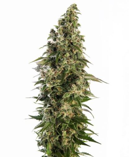 10 SEMENA AFGHANI # 1 AUTO