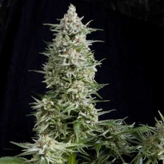 5 SEMENA FEM - AMNESIA GOLD