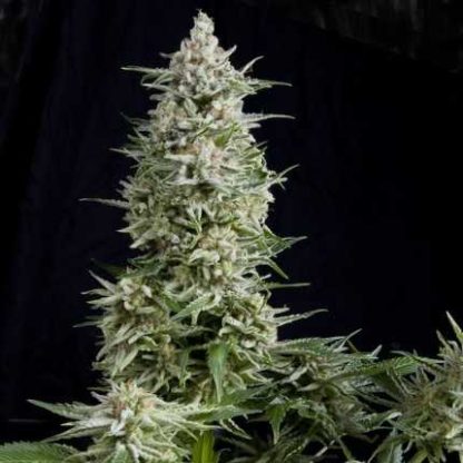 3 SEMENA FEM - AMNESIA GOLD