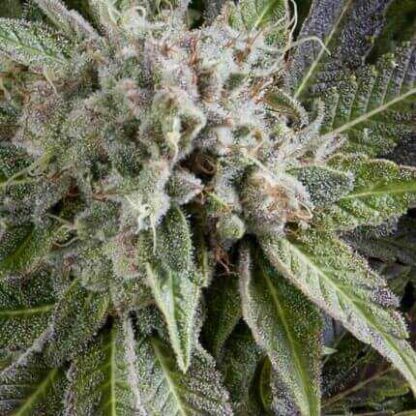 50 SEMENA FEM - AUTO BLUE PYRAMID