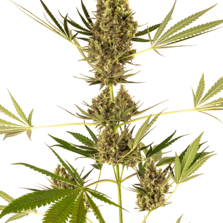 10 SEMENA ALPINE DELIGHT CBD AUTO