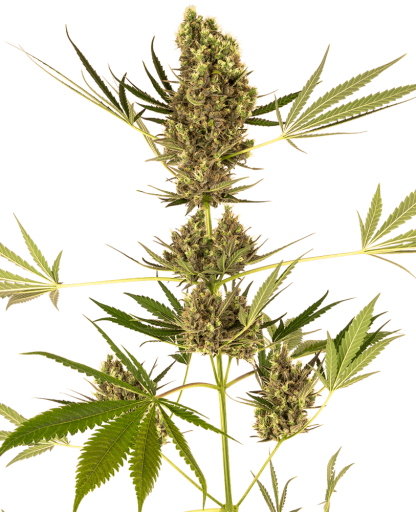 3 SEMENA ALPINE DELIGHT CBD AUTO
