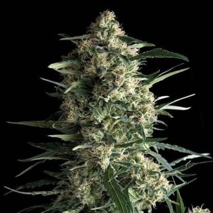 5 SEMENA FEM - AUTO GALAXY