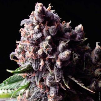 5 SEMENA AUTO PURPLE