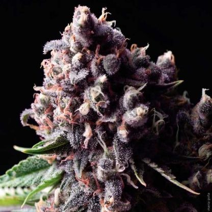 5 SEMENA AUTO PURPLE