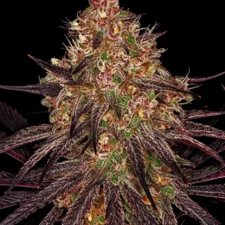 10 SEMENA FEM - AYAHUASCA PURPLE