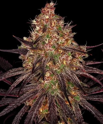10 SEMENA FEM - AYAHUASCA PURPLE