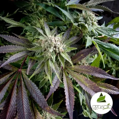 50 SEMENA FEM - BLUE PYRAMID