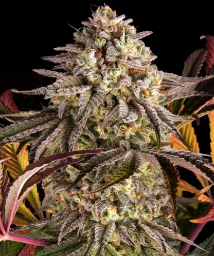3 SEMENA FEM - BLUE SUNSET SHERBERT