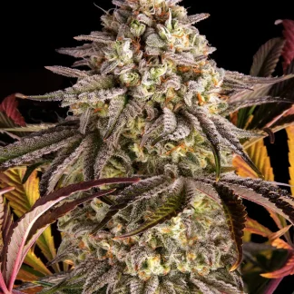 10 SEMENA FEM - BLUE SUNSET SHERBERT