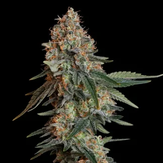 100 SEMENA FEM - BUBBLE KUSH