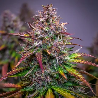3 SEMENA BUBBLE KUSH AUTOMATIC