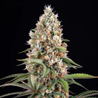 10 SEMENA FEM - CANDY KUSH EXPRESS-FAST