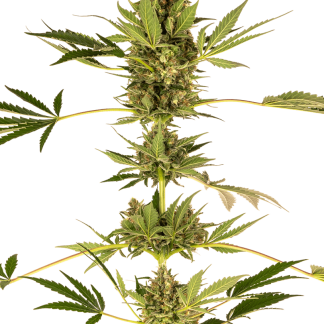 5 SEMENA FEM - HIMALAYAN CBD