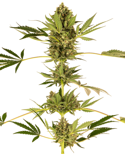 10 SEMENA FEM - HIMALAYAN CBD