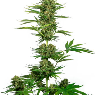 10 SEMENA FEM - SATIN BLACK DOMINA CBD