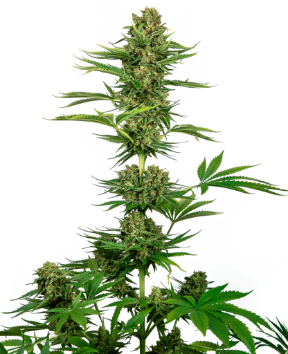 10 SEMENA FEM - SATIN BLACK DOMINA CBD