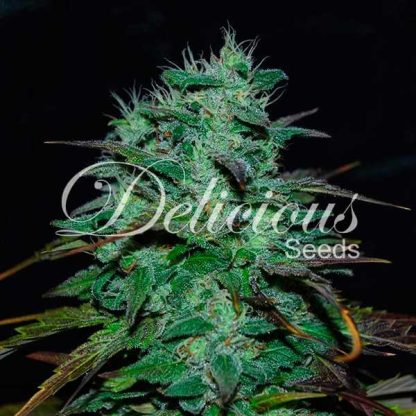 10 SEMENA FEM - CHOCOBANG (SATIVA LINE)