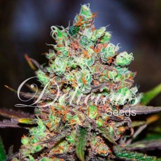 5 SEMENA FEM - COTTON CANDY KUSH (SATIVA LINE)