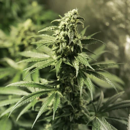 3 SEMENA FEM - CRITICAL KUSH
