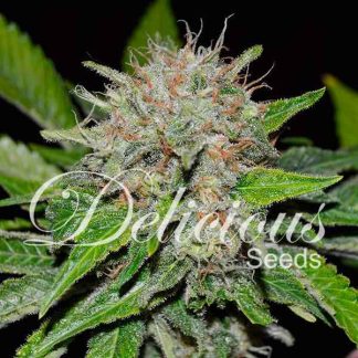 5 SEMENA FEM - DEEP MANDARINE (CBD FAMILY)