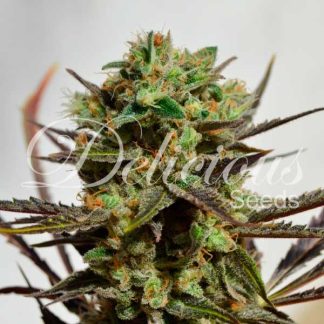 10 SEMENA FEM - DELICIOUS CANDY (INDICA LINE)