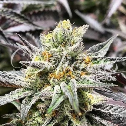 10 SEMENA FEM - DELICIOUS COOKIES (SATIVA LINE)