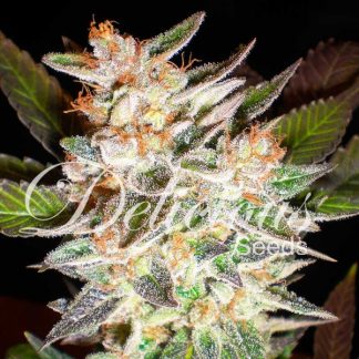 10 SEMENA - DELICIOUS CANDY AUTO