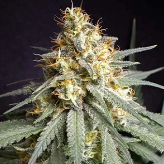 10 SEMENA REG - SHINING SILVER HAZE