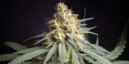 10 SEMENA REG - SHINING SILVER HAZE