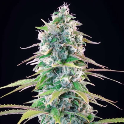 10 SEMENA FEM - GELATO ROYAL