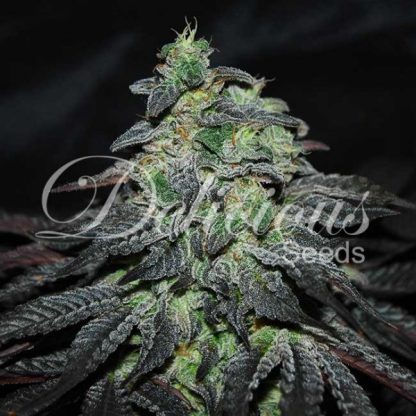 10 SEMENA FEM - GOLOSA (INDICA LINE)