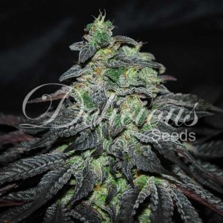3 SEMENA FEM - GOLOSA (INDICA LINE)