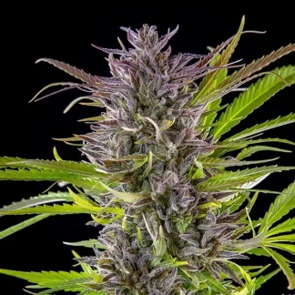 100 SEMENA FEM - GREEN GELATO