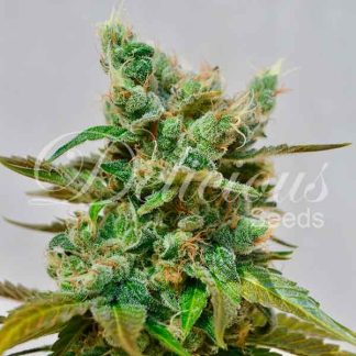3 SEMENA FEM - HONEY BELLS (CBD FAMILY)