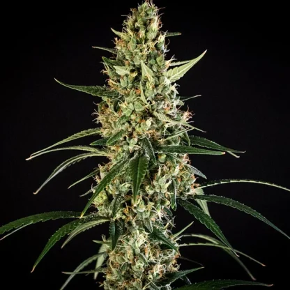 3 SEMENA HULKBERRY AUTO