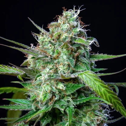 3 SEMENA MIMOSA AUTO