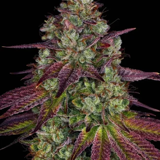10 SEMENA FEM - MIMOSA EVO