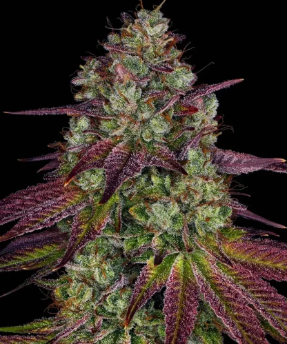 10 SEMENA FEM - MIMOSA EVO